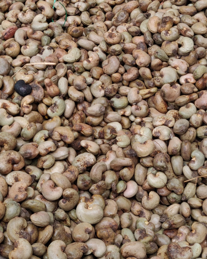 Mori jumbo cashew