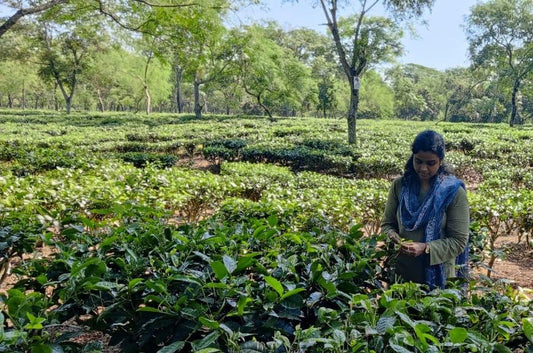 Sourcing crop direct from the farmer