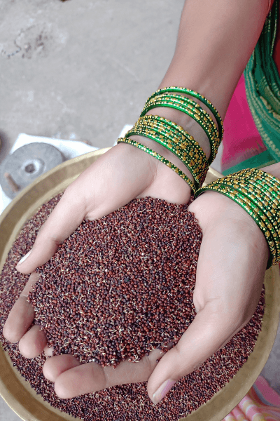 Ragi: As India's Favorite Millet