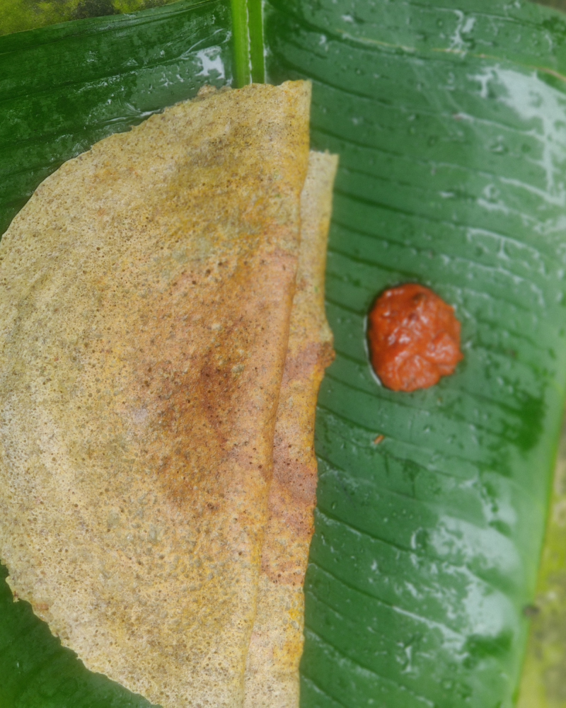 Custom Recipe Inspirations — Nutreat (Based on 14,000+ Past Orders)