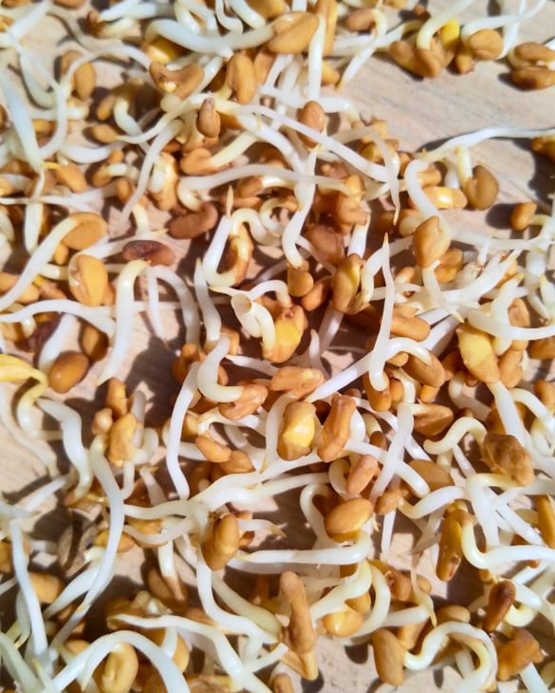Sprouted Methi Blend for Daily Sugar Balance & Sustained Energy